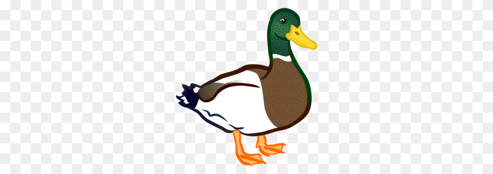 Mallard Duck Bird Goose Cygnini, Animal, Anseriformes, Waterfowl, Smoke Pipe Free Transparent Png