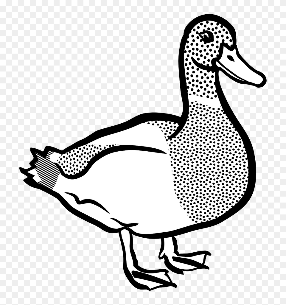 Mallard Duck Black And White Clipart, Animal, Anseriformes, Bird, Waterfowl Free Png Download