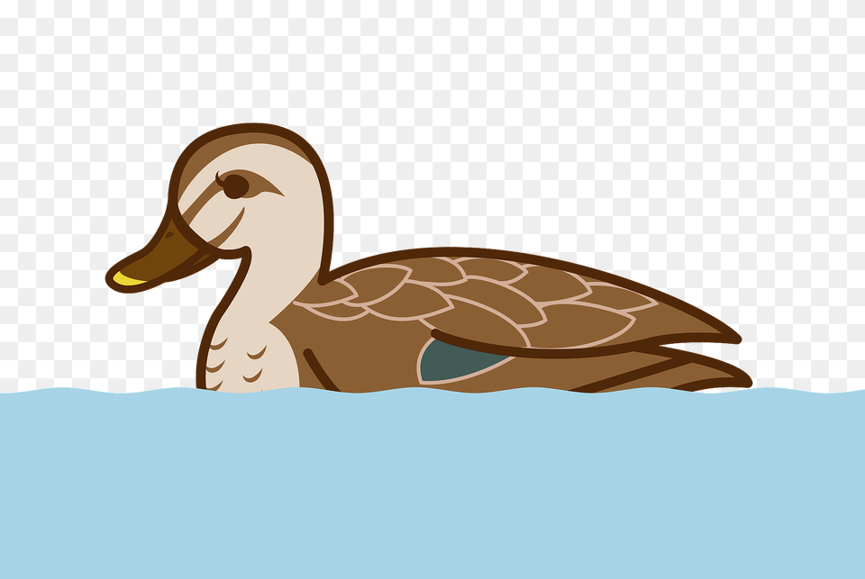 Mallard Duck Clipart, Animal, Bird, Anseriformes, Waterfowl Png