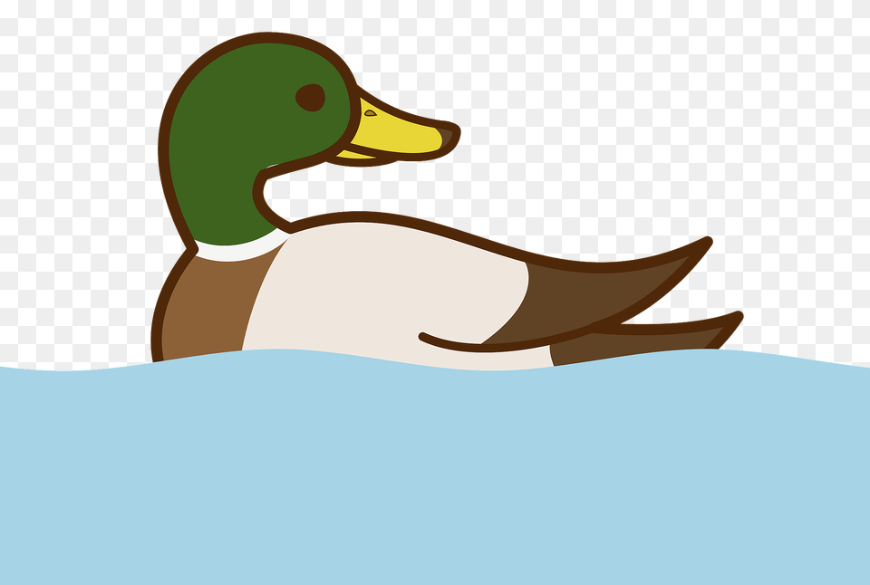 Mallard Duck Clipart, Animal, Bird, Waterfowl, Anseriformes Png