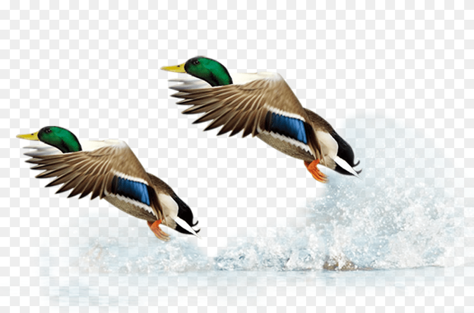 Mallard Duck Flight Bird Bird In Flight Background, Animal, Waterfowl, Anseriformes, Teal Free Transparent Png