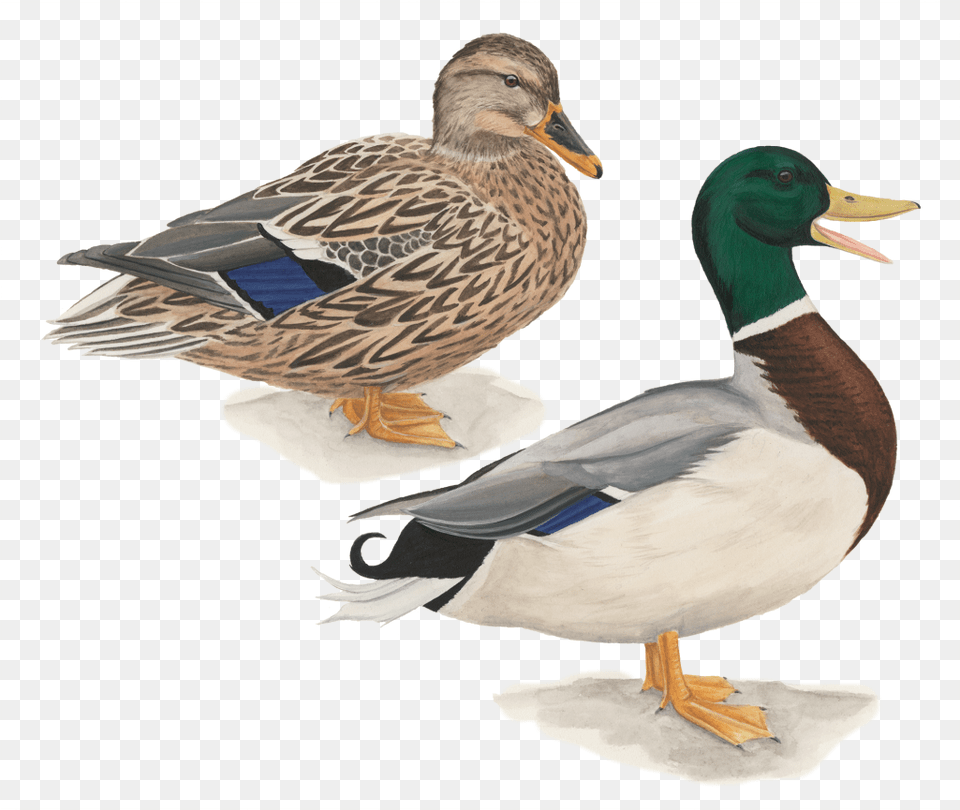 Mallard Duck Flying Drawing Pato Cabeza Verde, Animal, Anseriformes, Bird, Teal Free Transparent Png
