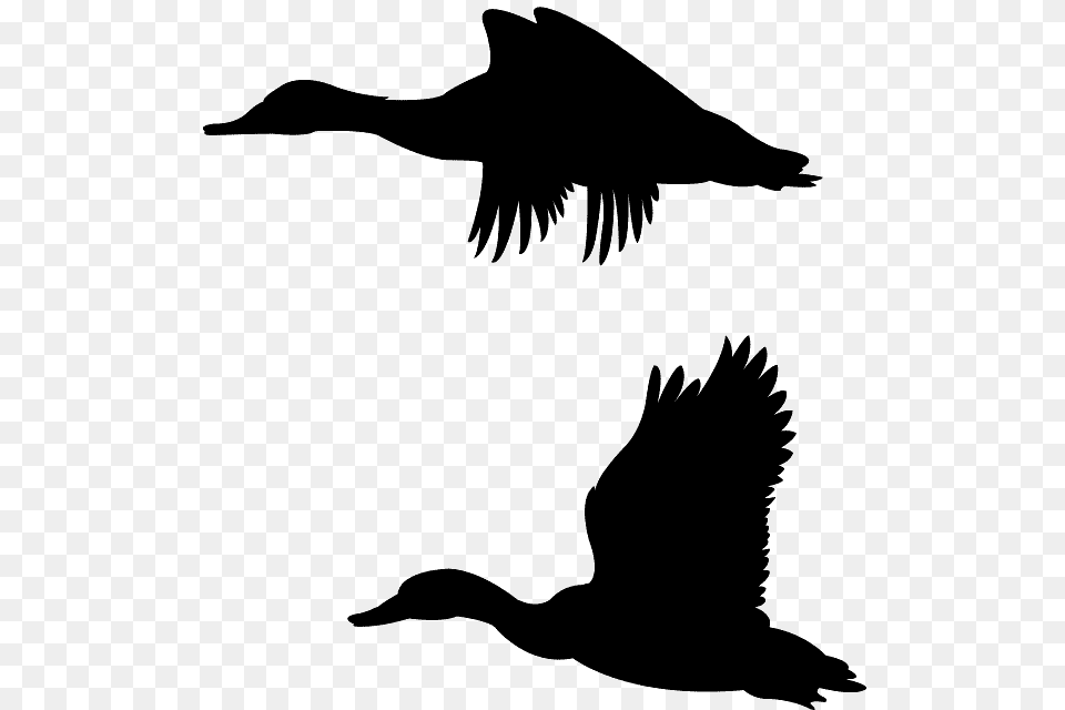 Mallard Duck Flying Outline, Silhouette, Animal, Bird, Waterfowl Free Transparent Png