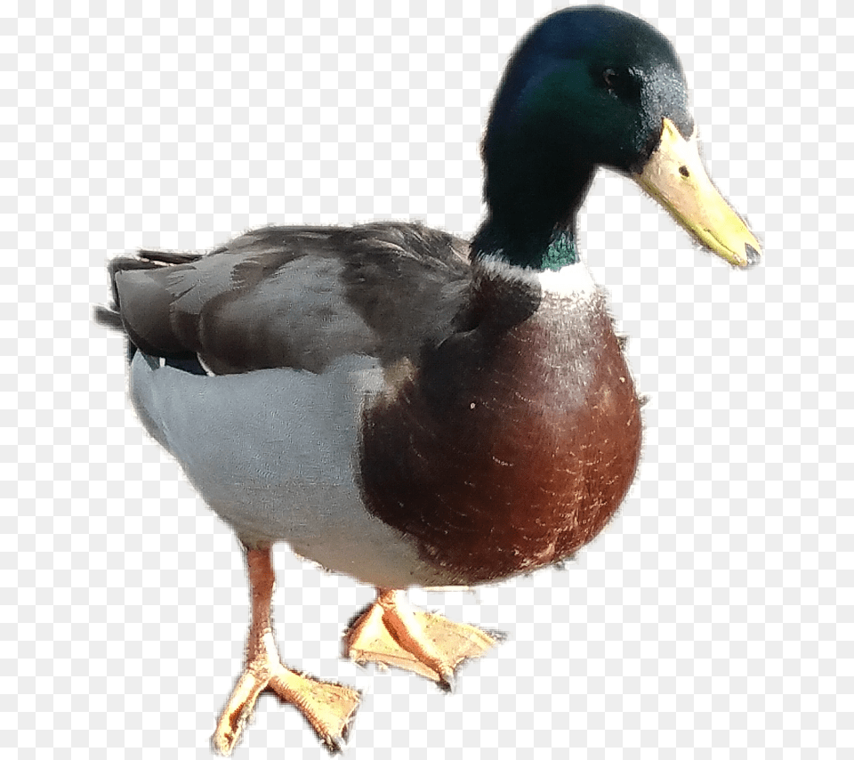 Mallard Duck Mallard Duck, Animal, Anseriformes, Bird, Waterfowl Free Transparent Png