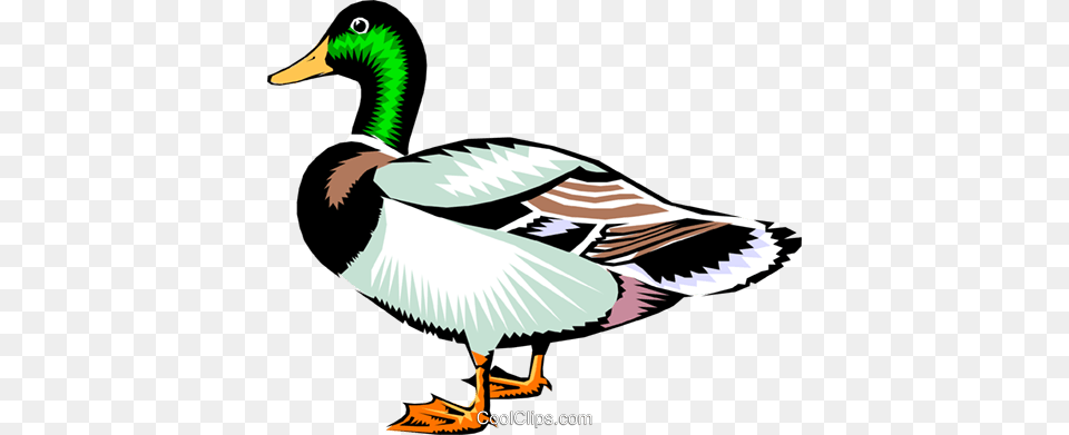 Mallard Duck Royalty Vector Clip Art Illustration, Animal, Anseriformes, Bird, Waterfowl Free Png Download