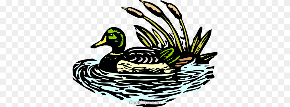 Mallard Duck Royalty Vector Clip Art Illustration, Animal, Bird, Anseriformes, Waterfowl Free Png Download