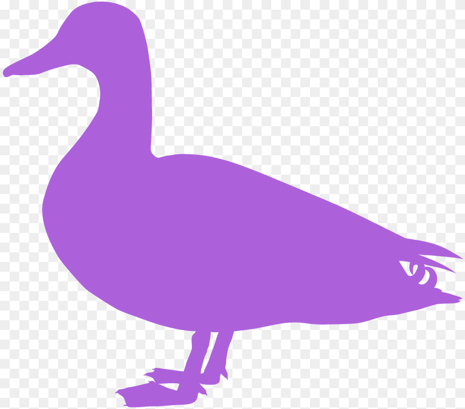 Mallard Duck Silhouette, Animal, Anseriformes, Bird, Waterfowl Png Image