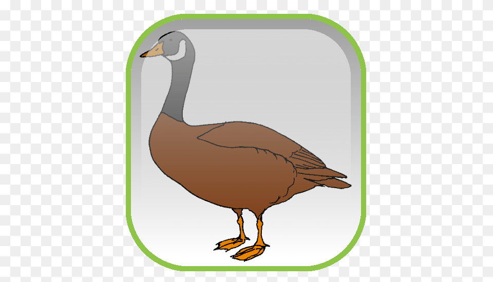 Mallard Goose Duck Desktop Wallpaper Clip Art, Animal, Bird, Waterfowl, Anseriformes Free Transparent Png