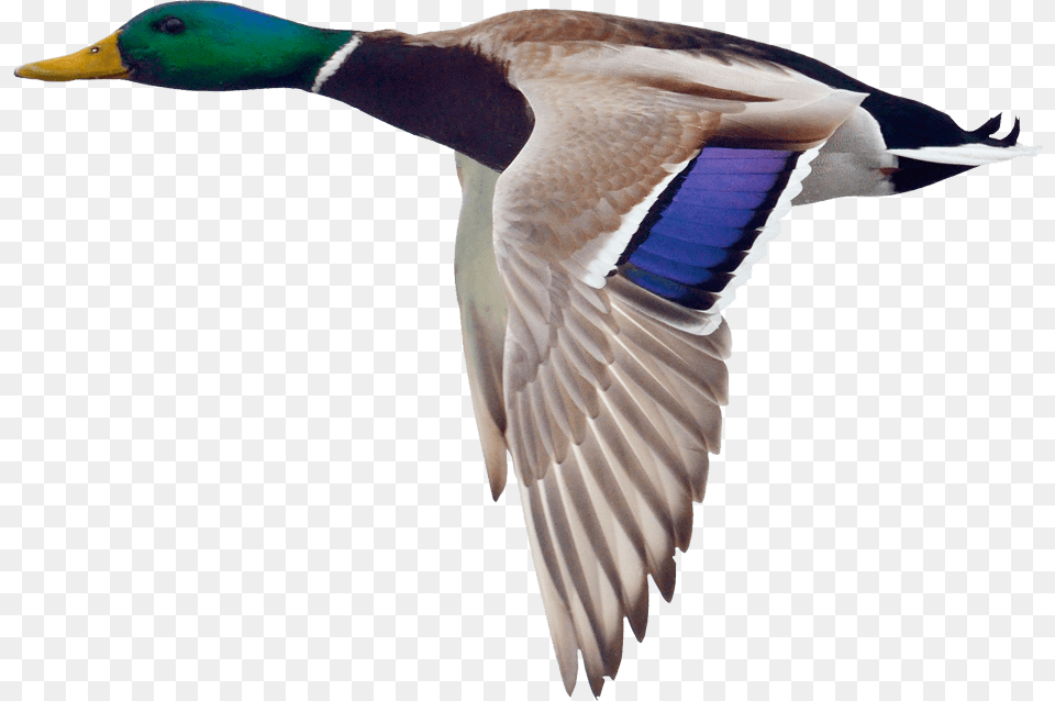 Mallard Hd Flying Duck With Transparent Background, Animal, Anseriformes, Bird, Waterfowl Png