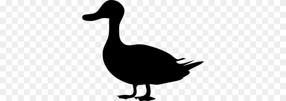 Mallard Wood Duck Goose, Gray Png Image