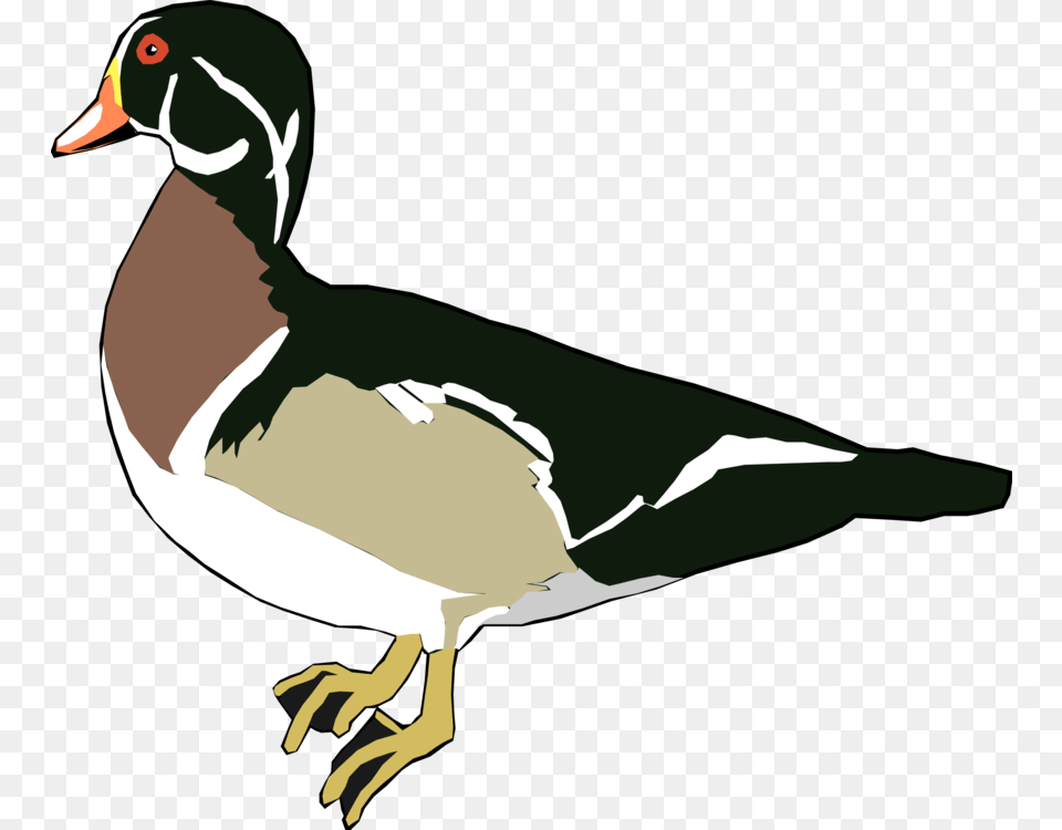 Mallard Wood Duck Water Bird Waterfowl, Animal, Anseriformes, Person, Beak Png Image