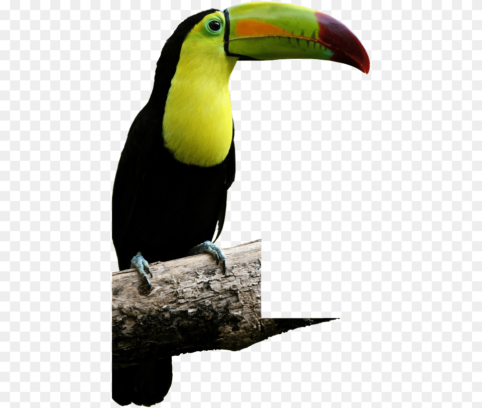 Malocas Tropical Rainforest Animals Name, Animal, Beak, Bird, Toucan Png