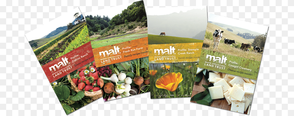 Malt Pocket Brochures, Advertisement, Poster, Cattle, Cow Free Transparent Png