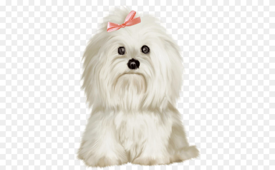 Maltese Dog Clipart, Animal, Canine, Mammal, Pet Png