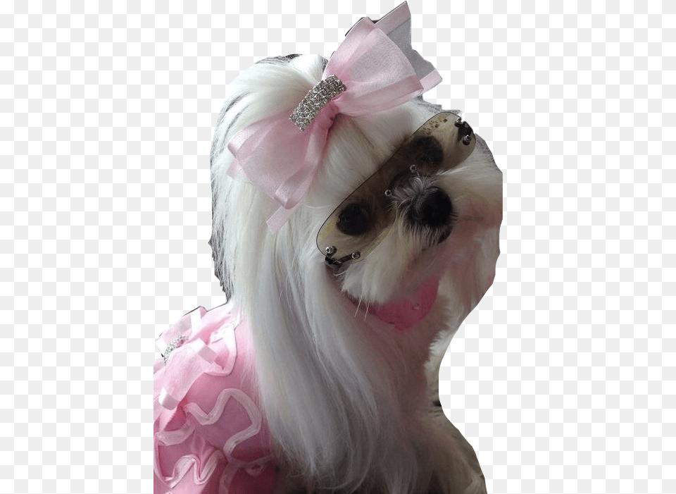 Maltese Princess Dog Doglover Dogday Poppy Cute Maltese Dog With Sunglasses, Accessories, Person, Animal, Canine Free Png Download