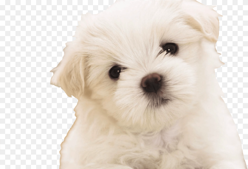 Maltipoo Puppies Wallpaper Copy Backgrounds Of Maltipoo Puppies, Animal, Canine, Dog, Mammal Png