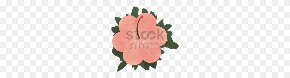 Malvales Clipart, Flower, Geranium, Plant, Hibiscus Free Png