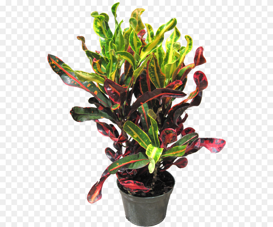 Mamey Croton, Leaf, Plant, Potted Plant, Flower Free Transparent Png