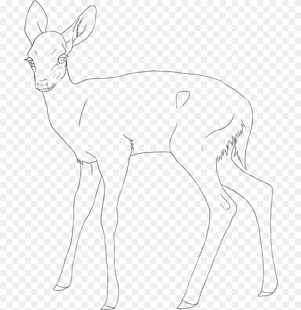 Mammal Drawing Fawn White Tailed Deer, Gray Png