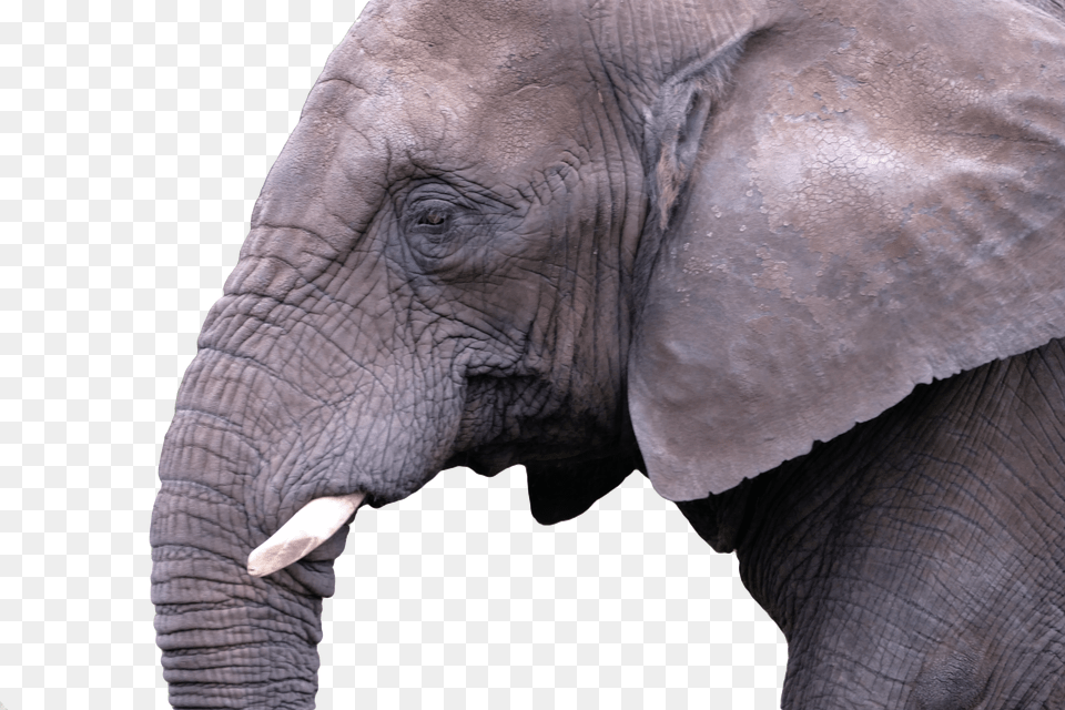 Mammal Elephant Nature Animal Wild Free Transparent Png