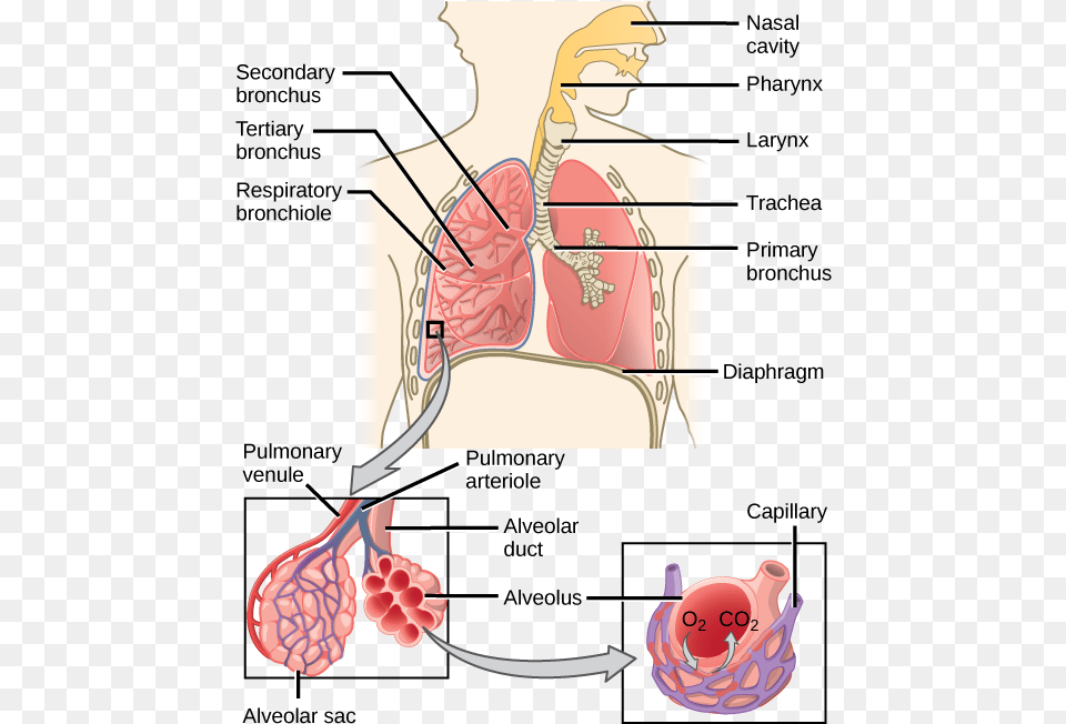 Mammalian Respiratory System Diagram, Body Part, Face, Head, Neck Free Png