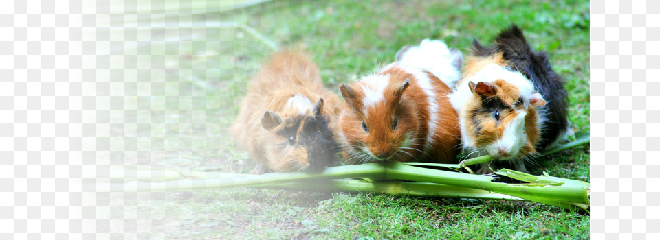 Mammals Guinea Pig Trio For The Love Of Nature Blank, Animal, Plant, Mammal, Grass Png