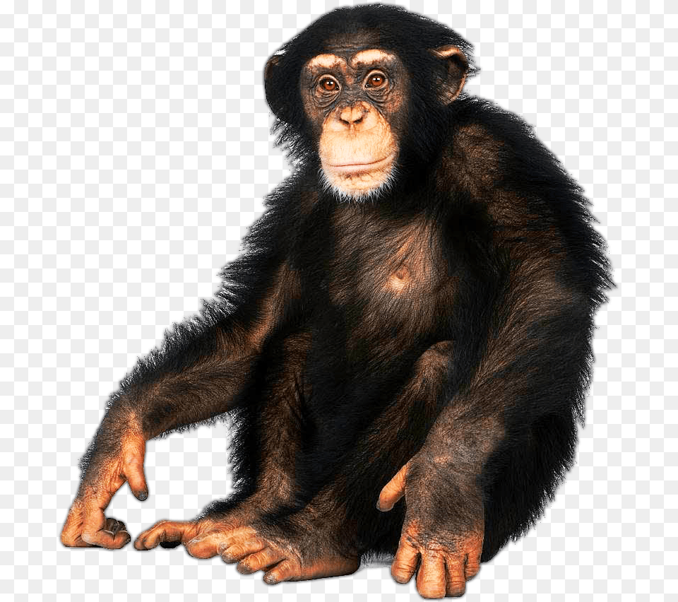 Mammalvertebratecommon Chimpanzeeprimateold World Chimpanzee With White Background, Animal, Mammal, Monkey, Wildlife Png Image