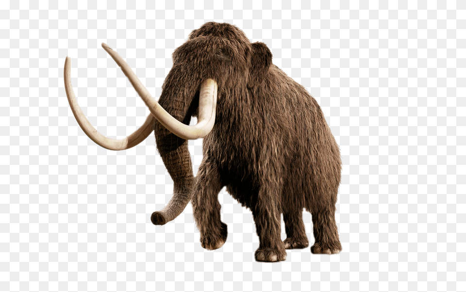 Mammoth, Animal, Elephant, Mammal, Wildlife Free Png