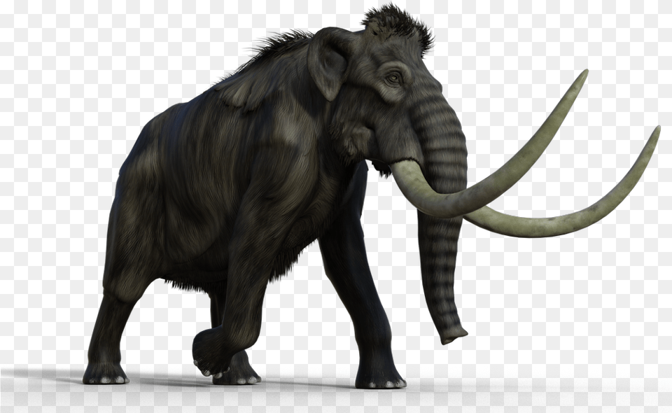 Mammoth Indian Elephant, Animal, Mammal, Wildlife Png Image
