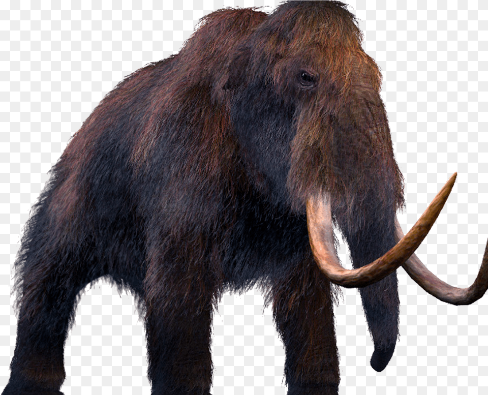 Mammoth Should We Bring Extinct Animals, Animal, Elephant, Mammal, Wildlife Png