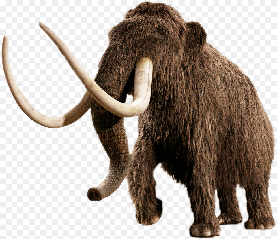 Mammoth Woolly Mammoth No Background, Animal, Elephant, Mammal, Wildlife Free Png Download
