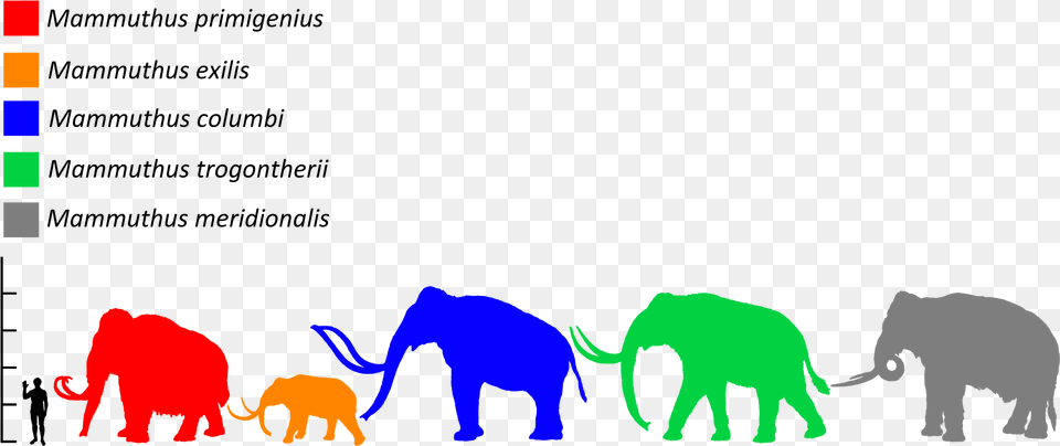 Mammuthus Size Comparison Wooly Mammoth Vs Elephant Size Comparison, Animal, Bear, Mammal, Wildlife Free Png Download