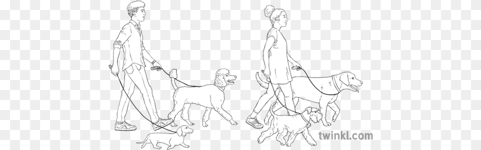 Man And Woman Walking Dogs Animals People Ni Linguistic Dog Leash, Adult, Wedding, Person, Male Png