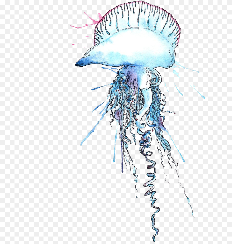 Man O War Jellyfish, Animal, Sea Life, Invertebrate, Adult Free Png