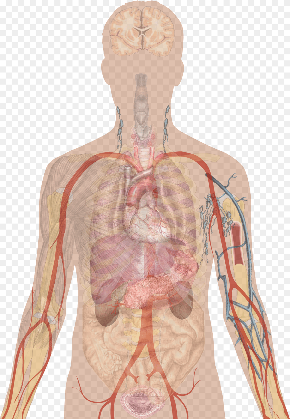 Man Shadow With Organs Human Body Diagram Unlabelled, Adult, Male, Person, Body Part Png Image