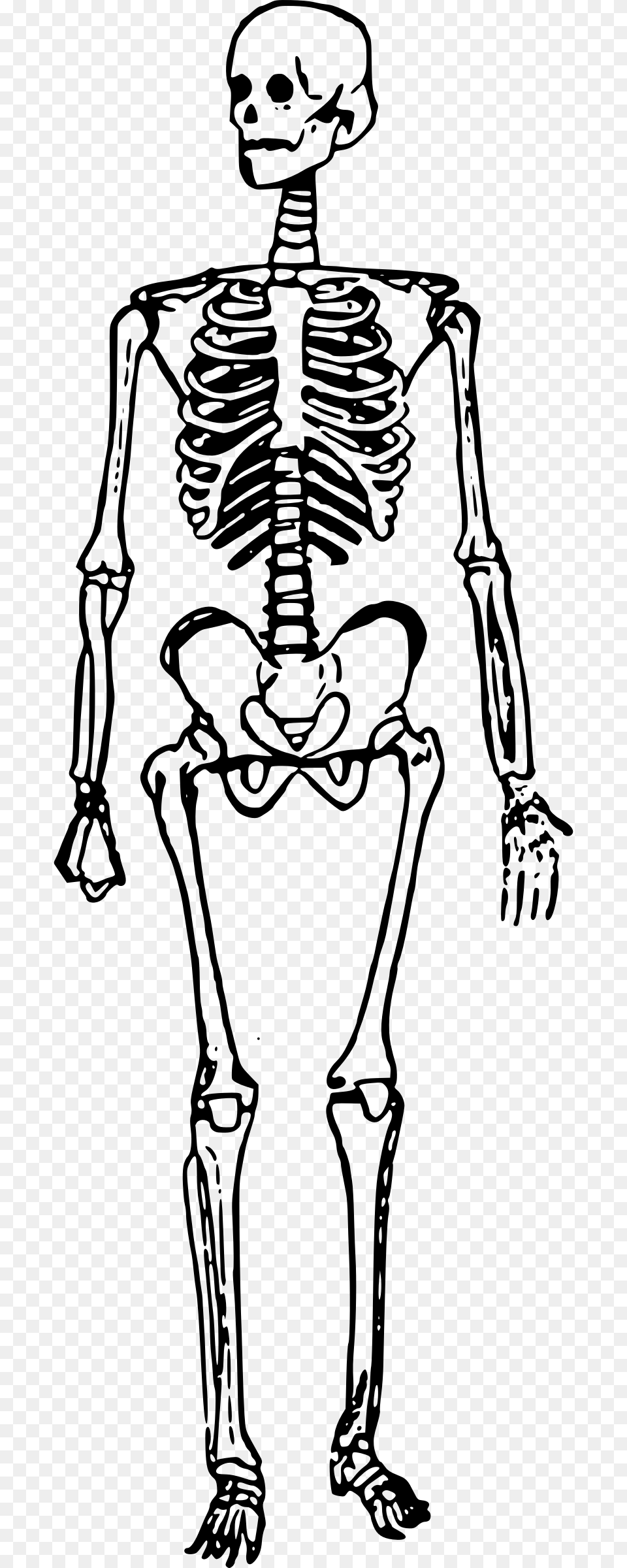 Man Standing Big Image Skeleton Clipart Gray Free Transparent Png