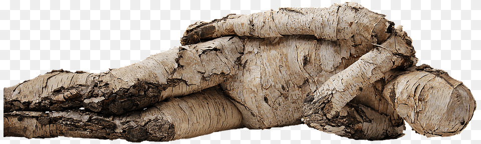 Man Tree Man Wood Birch Artwork Art Concerns Chelovek U Beryozi, Plant Free Transparent Png