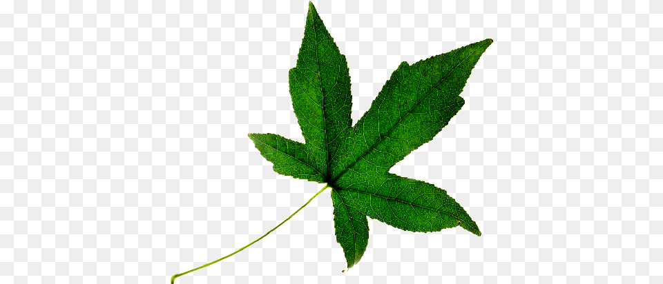 Management, Leaf, Plant, Tree, Maple Free Transparent Png