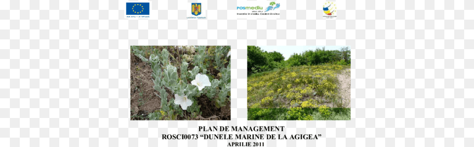 Management Rosci0073 Dunele Marine Grassland, Flower, Plant, Vegetation, Herbal Png Image