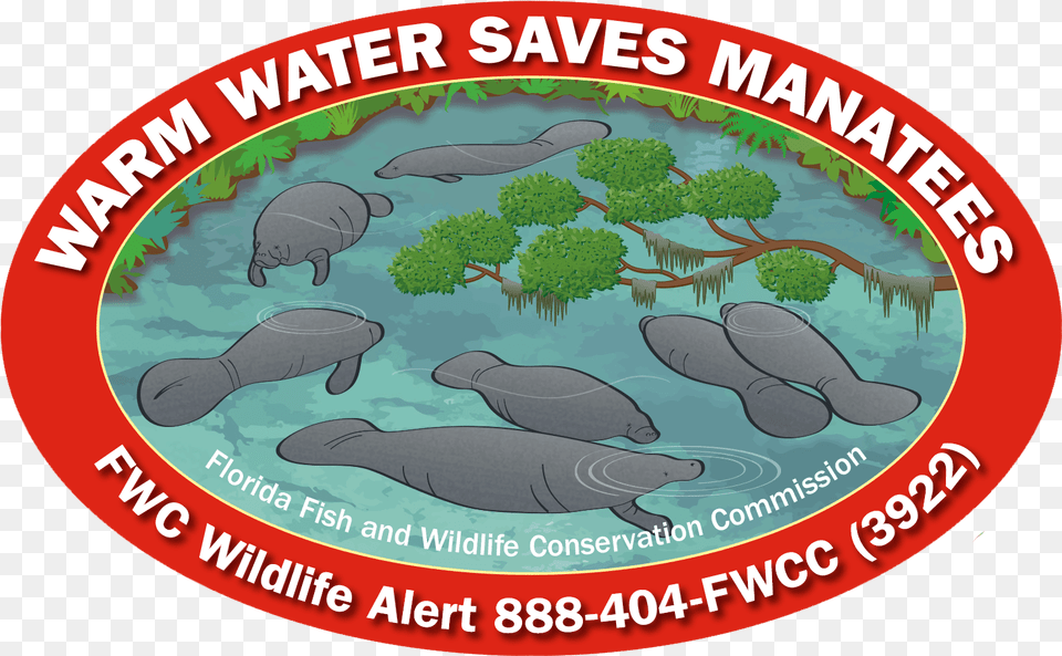 Manatee, Animal, Mammal Free Transparent Png