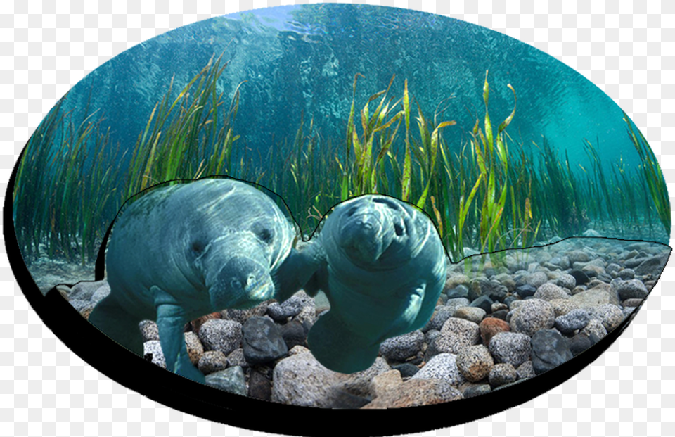 Manatee, Water, Aquatic, Photography, Sphere Free Png Download