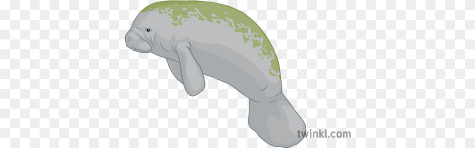 Manatee General Animal Secondary Illustration Twinkl Manatee, Mammal Free Transparent Png