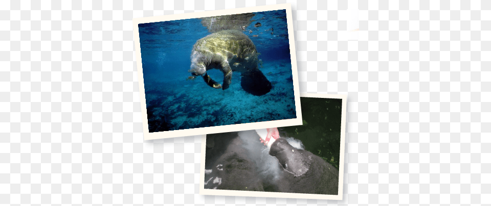 Manatee Health And Conservation Summer Aquatic Animal Manatees College, Turtle, Sea Life, Reptile, Mammal Free Transparent Png