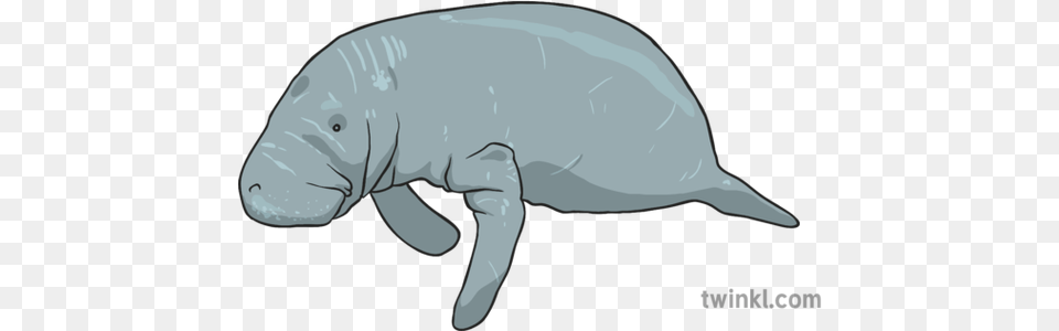 Manatee Illustration Dugong, Animal, Mammal Png