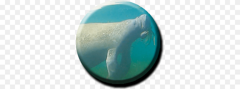 Manatee Tours Turquoise, Animal, Mammal, Hot Tub, Tub Free Transparent Png