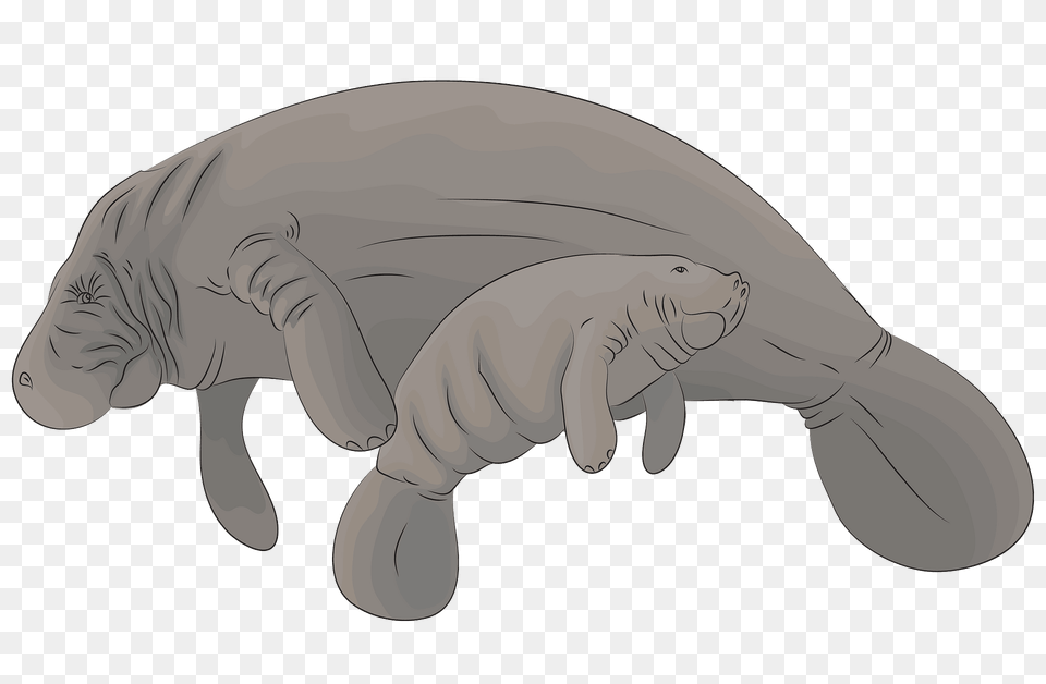 Manatee With A Cub Clipart, Animal, Mammal, Fish, Sea Life Free Transparent Png