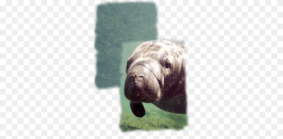 Manatee Zoology, Animal, Mammal, Bear, Wildlife Png