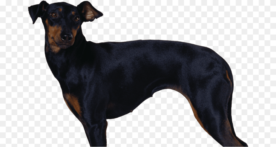 Manchester Terrier, Animal, Canine, Dog, Mammal Free Png Download