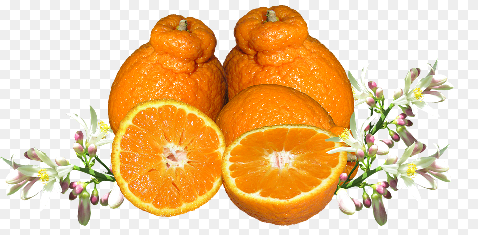 Mandarin Citrus Fruit, Food, Fruit, Grapefruit Png Image