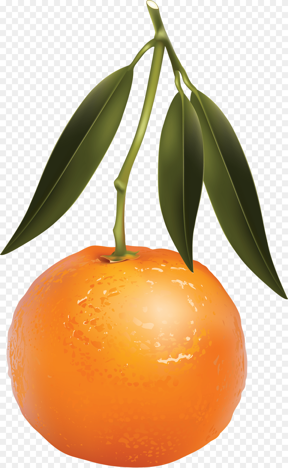Mandarin, Grapefruit, Citrus Fruit, Food, Fruit Png